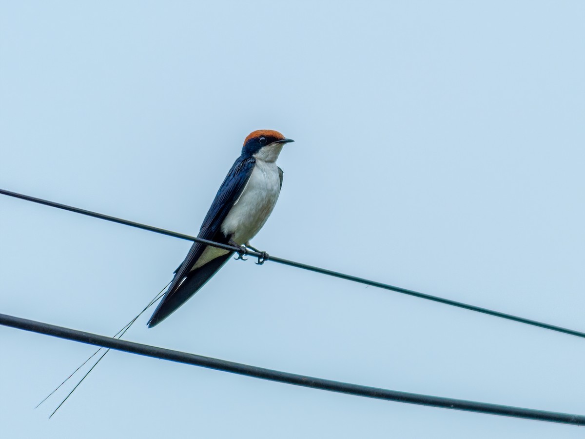 Wire-tailed Swallow - Sharang Satish