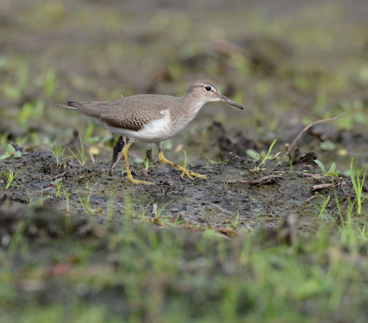 Spotted Sandpiper - Timothy Spahr