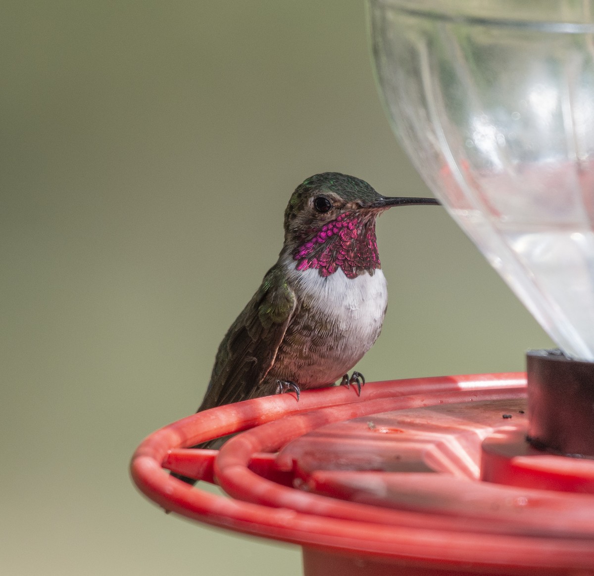 Broad-tailed Hummingbird - Liz Pettit