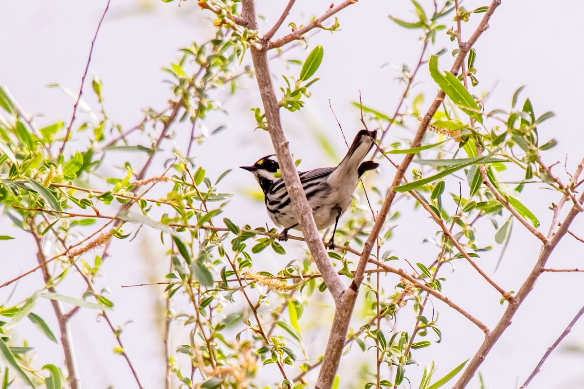Black-throated Gray Warbler - ML341164441