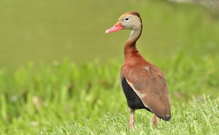 Black-bellied Whistling-Duck, ML341164851