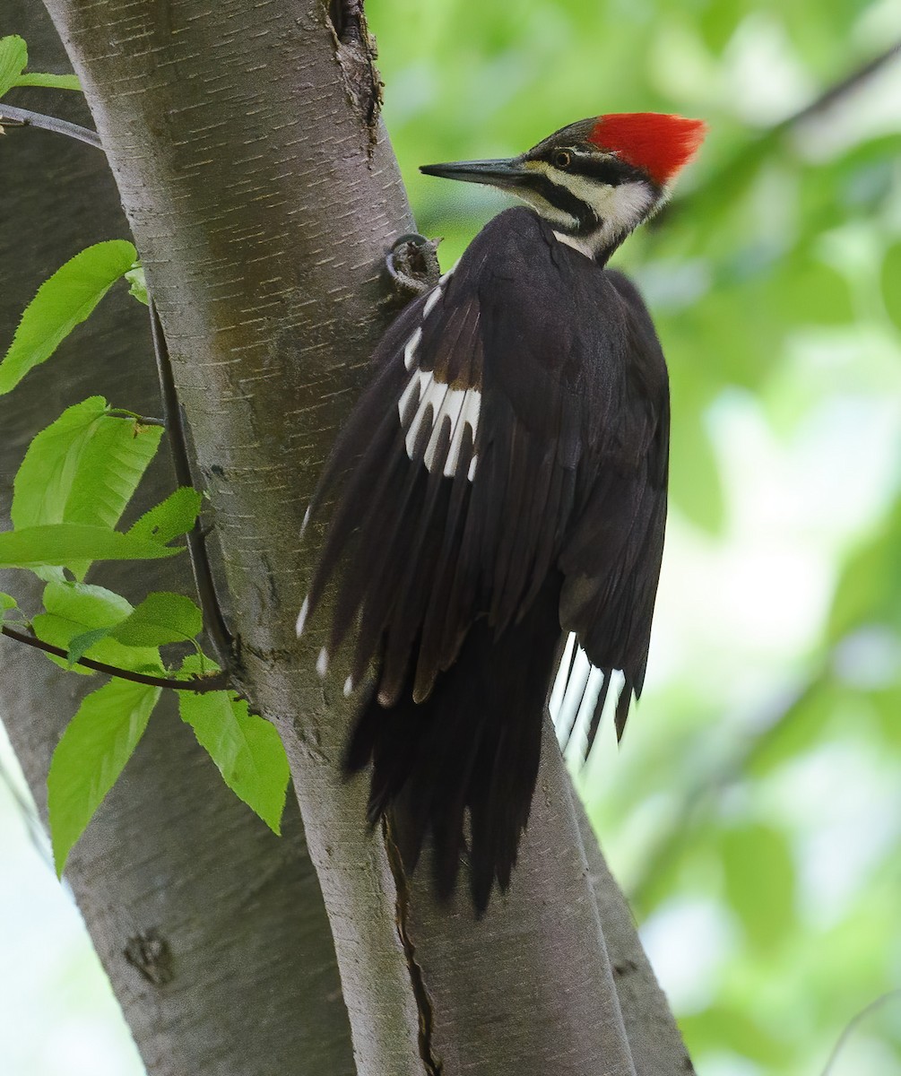 Pileated Woodpecker - ML341166181