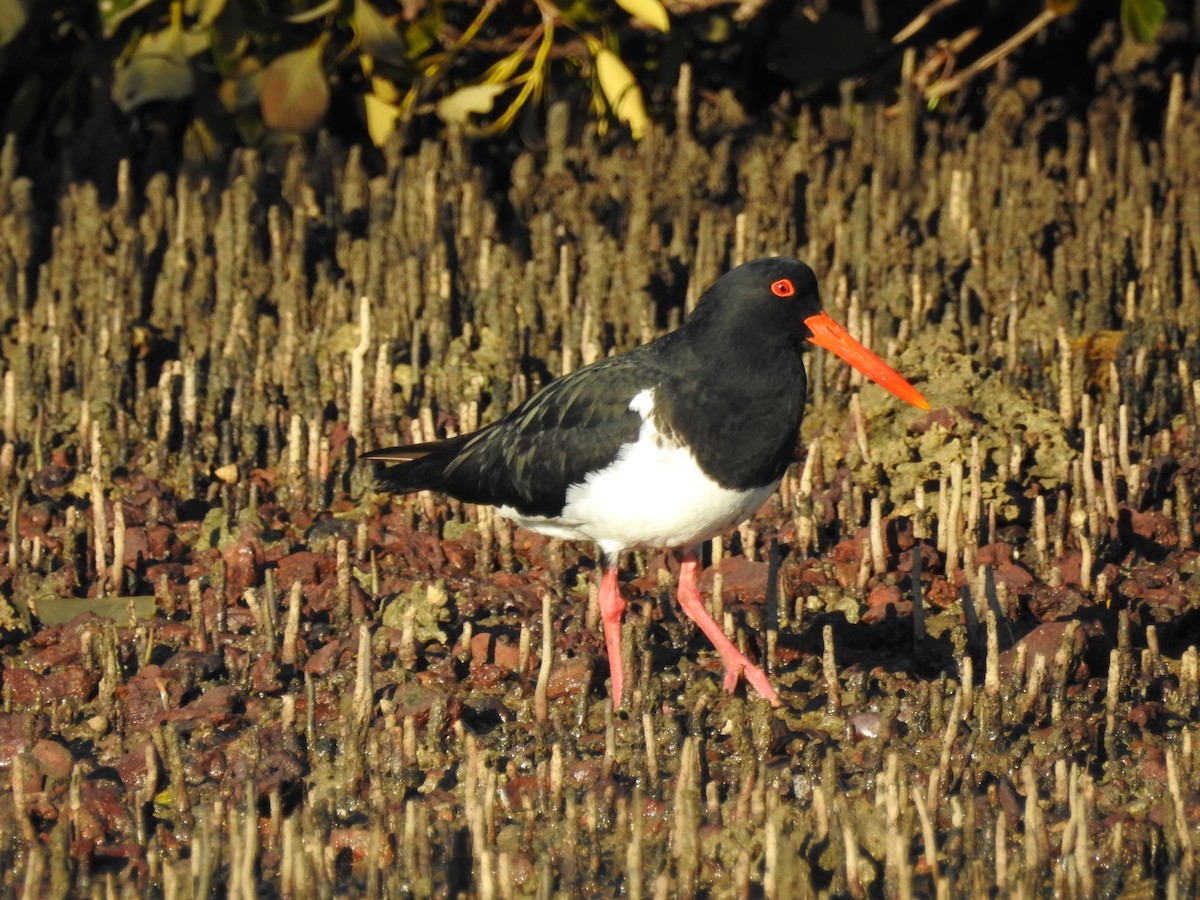 Pied Oystercatcher - Michael Daley