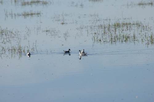 Red-necked Phalarope - D Saxelby