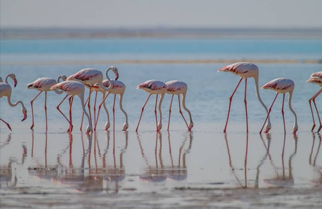 Greater Flamingo - Abdullah  Hatim
