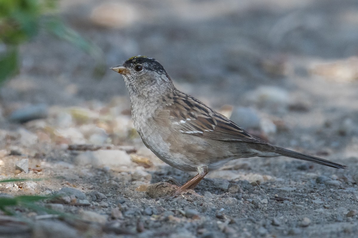 Golden-crowned Sparrow - Jeff Bleam