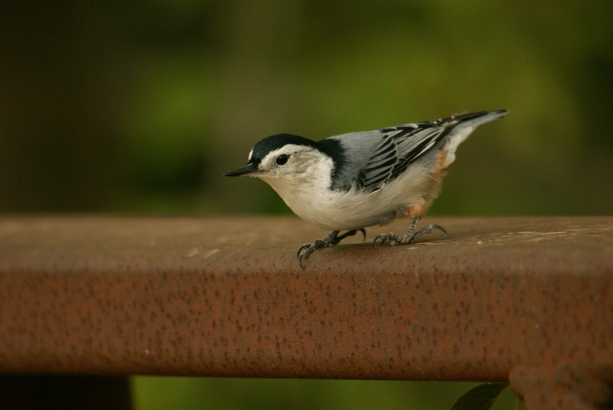 White-breasted Nuthatch - Caleb Scholtens
