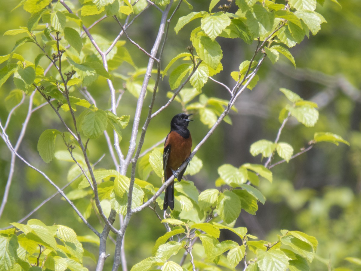 Orchard Oriole - ML341175651