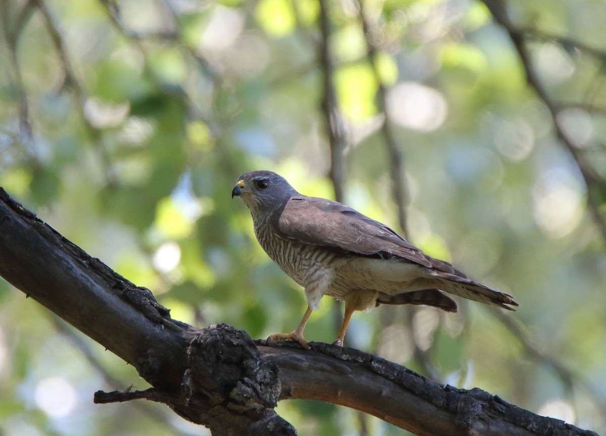 Levant Sparrowhawk - Thanasis Tsafonis