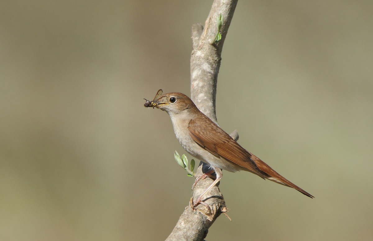 Common Nightingale - Thanasis Tsafonis