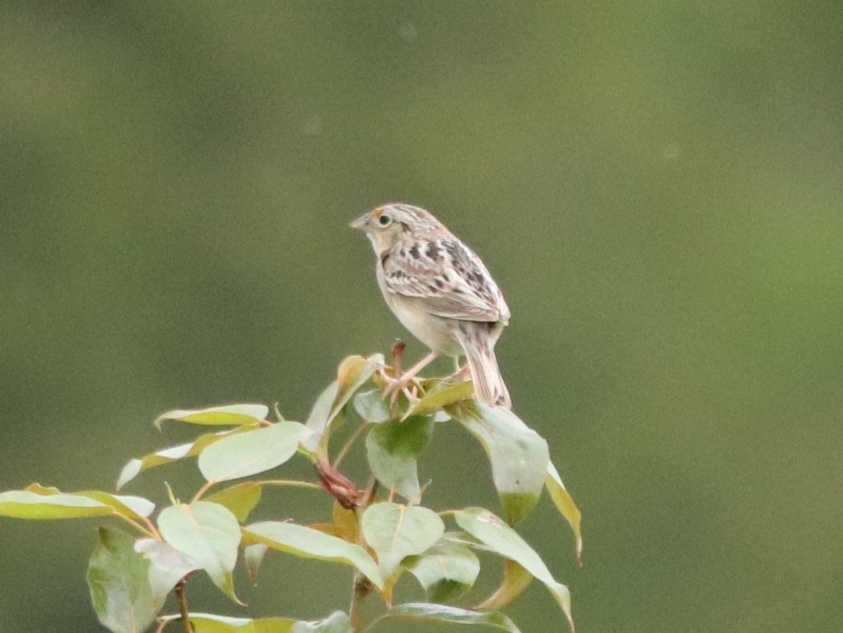 Grasshopper Sparrow - ML341180311