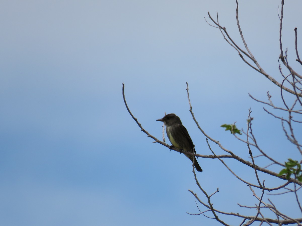 Olive-sided Flycatcher - Jessica Anne