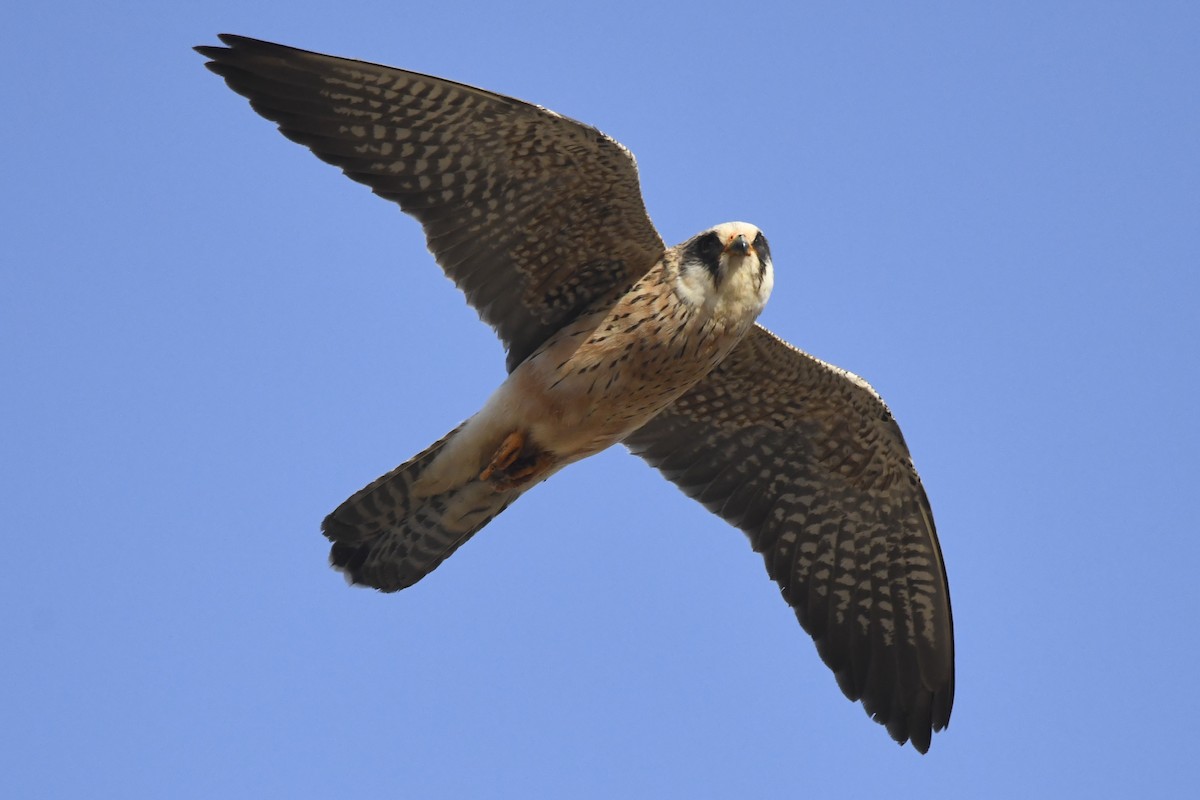 Red-footed Falcon - ML341186321