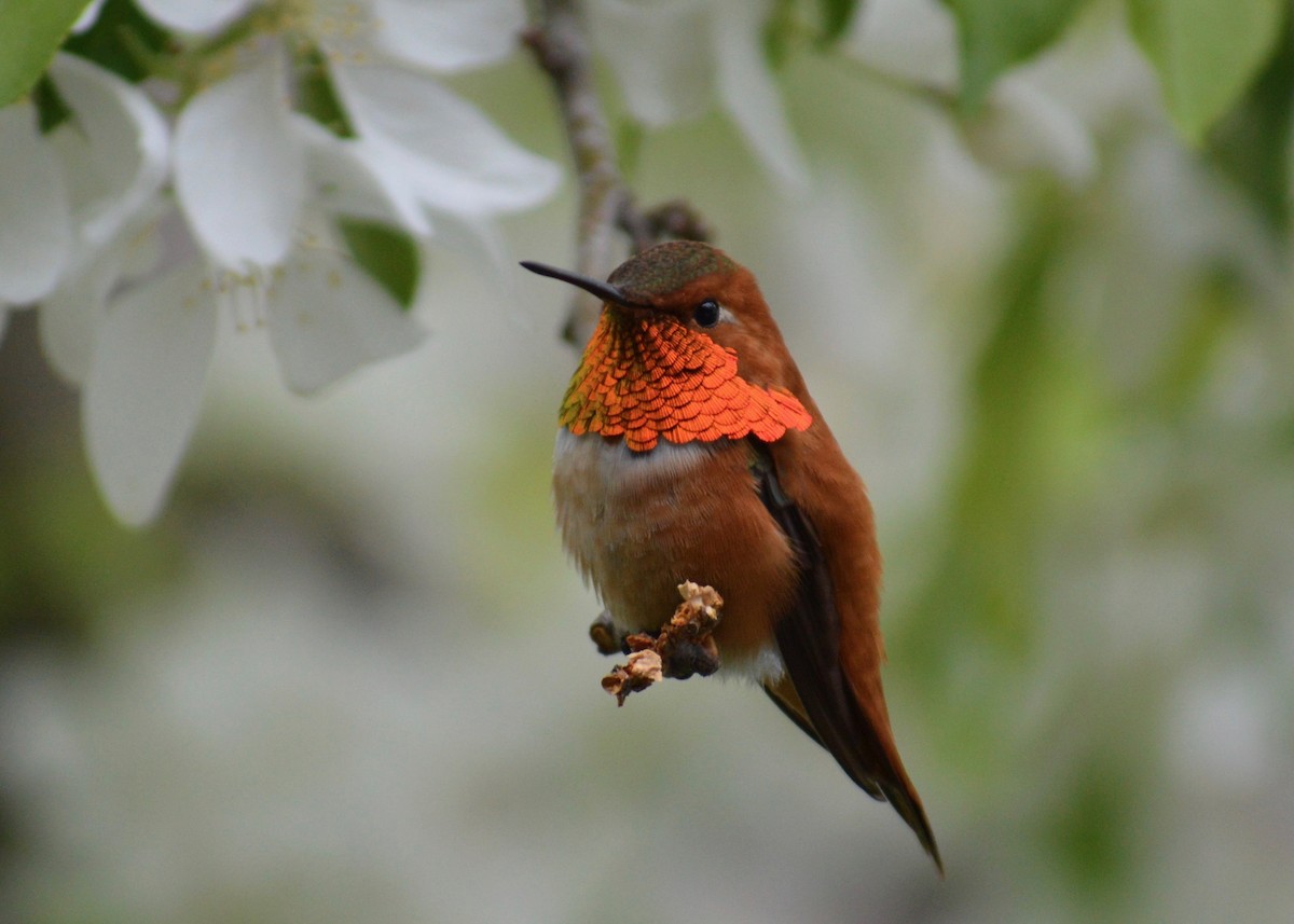 Rufous Hummingbird - Shannon Donaldson