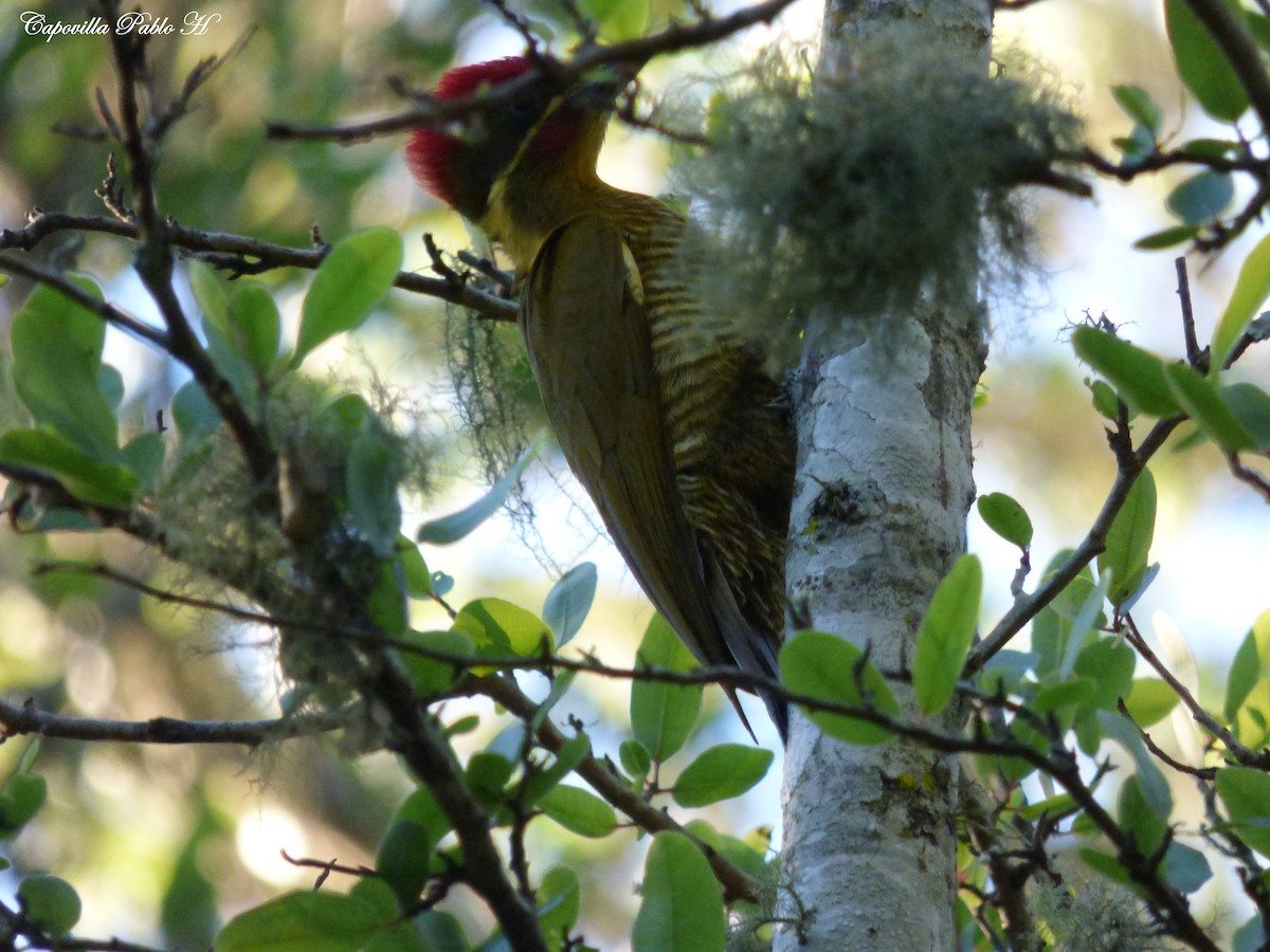 Golden-green Woodpecker - ML341196321
