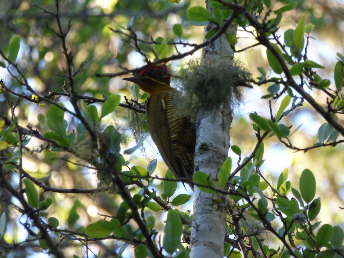 Golden-green Woodpecker - ML341196361