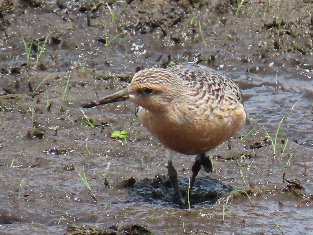 Red Knot - ML341198551