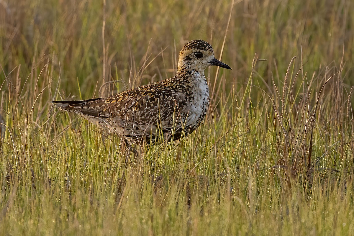 Pacific Golden-Plover - Kevin  Fox