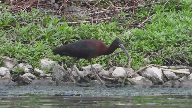 ibis hnědý - ML341208941