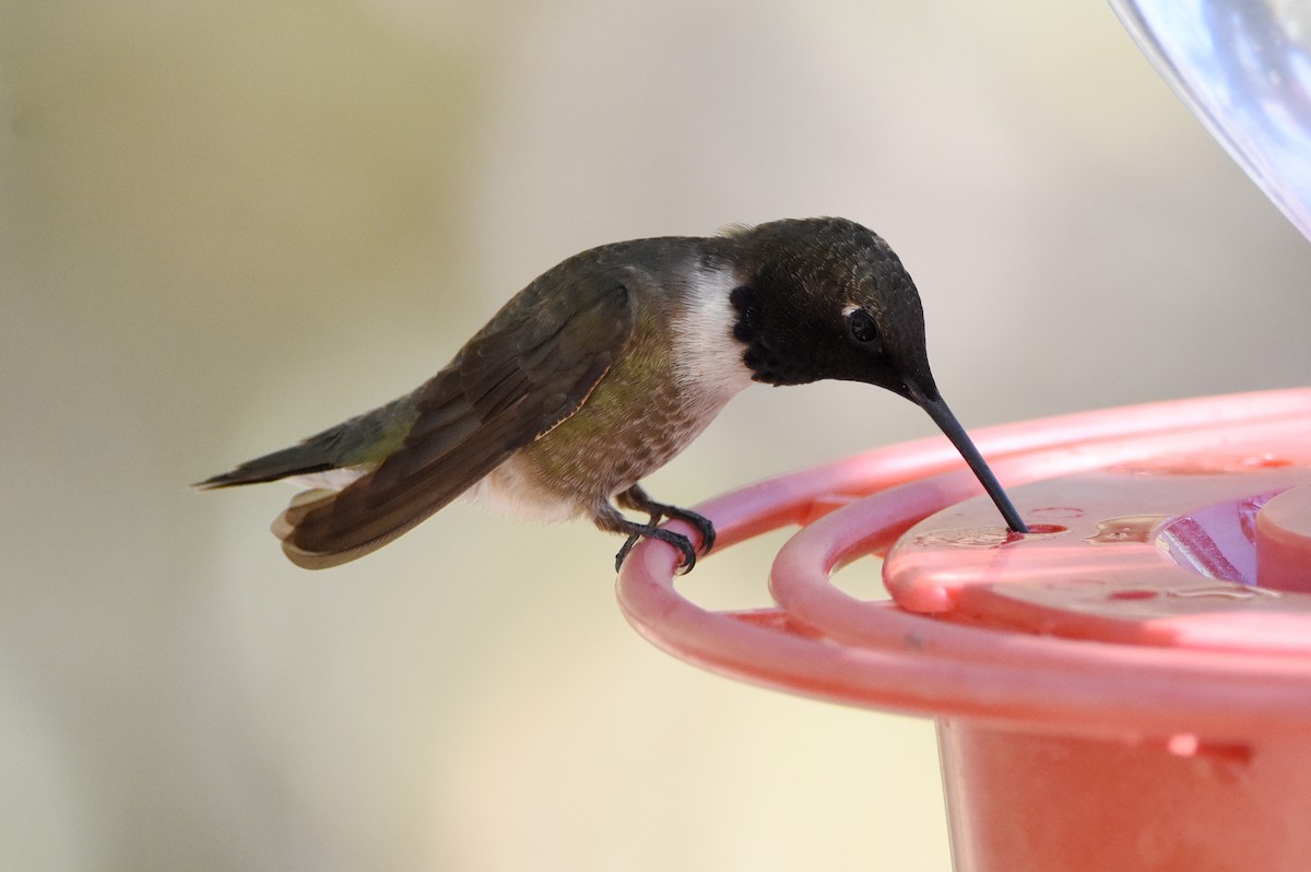 Black-chinned Hummingbird - ML341217181