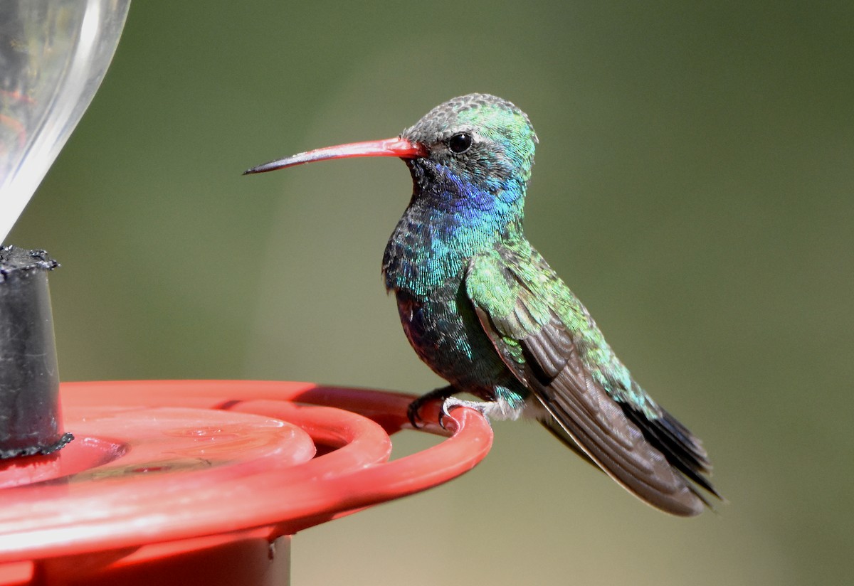 Broad-billed Hummingbird - ML341218151