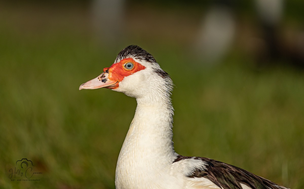 Muscovy Duck (Domestic type) - Holly Cannon
