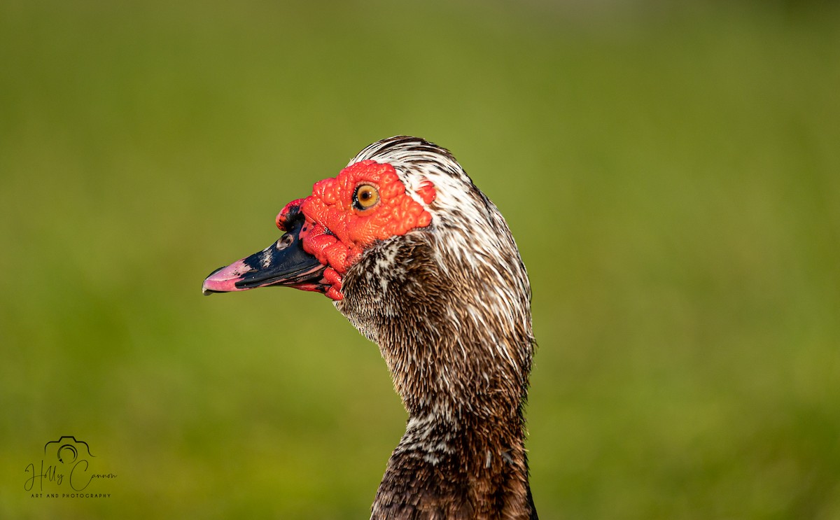 Muscovy Duck (Domestic type) - ML341218611