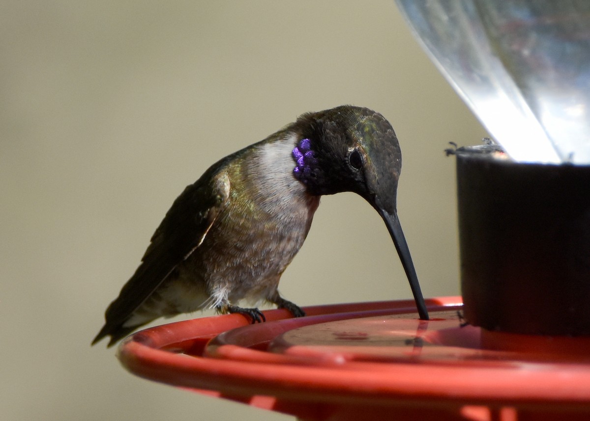 Black-chinned Hummingbird - ML341218731