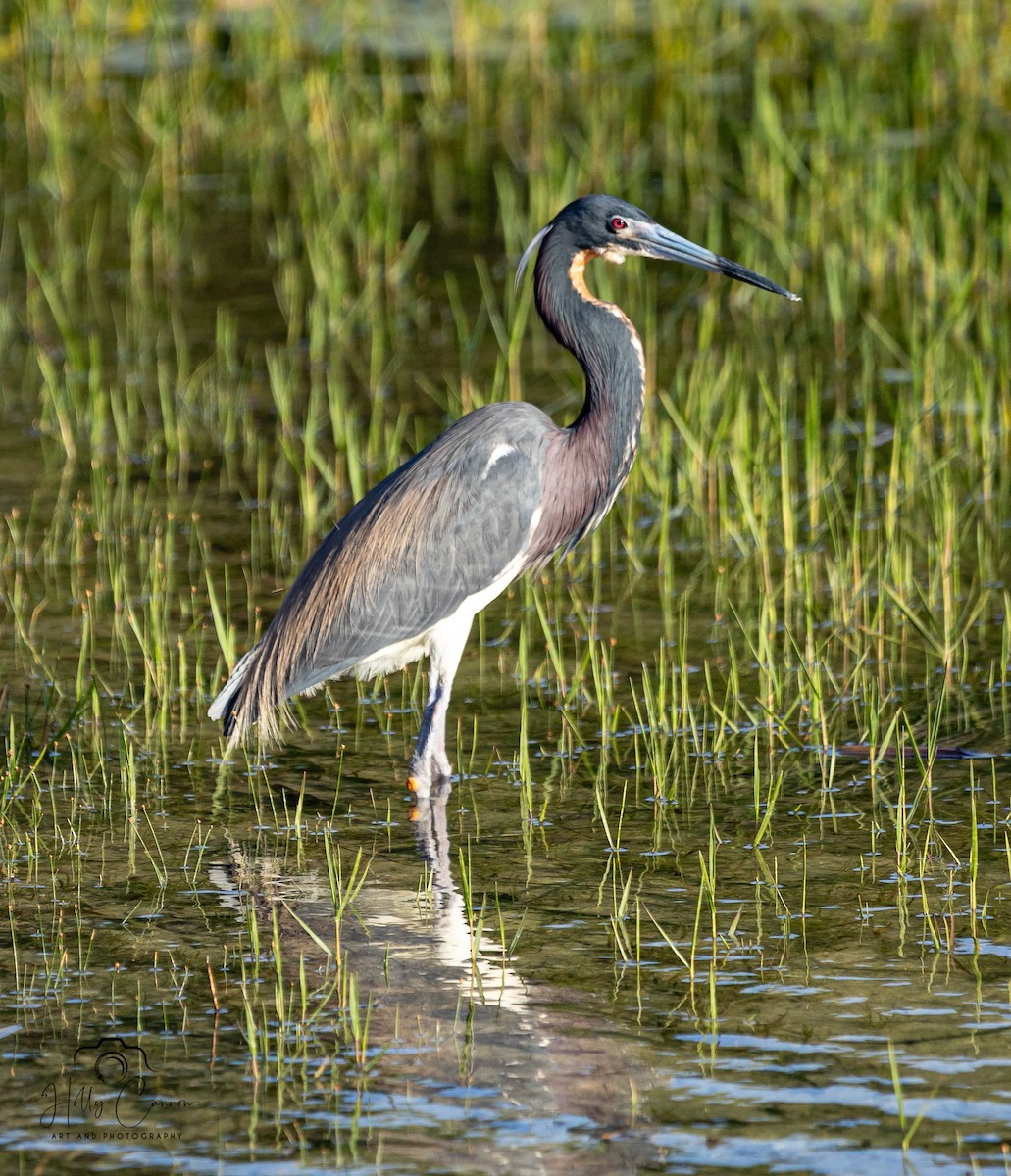 Tricolored Heron - Holly Cannon