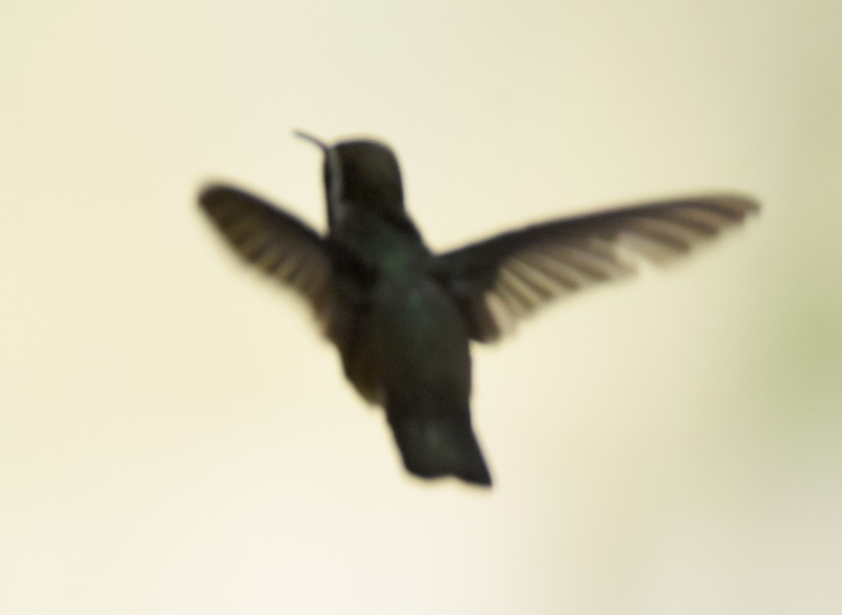 White-eared Hummingbird - ML341220871