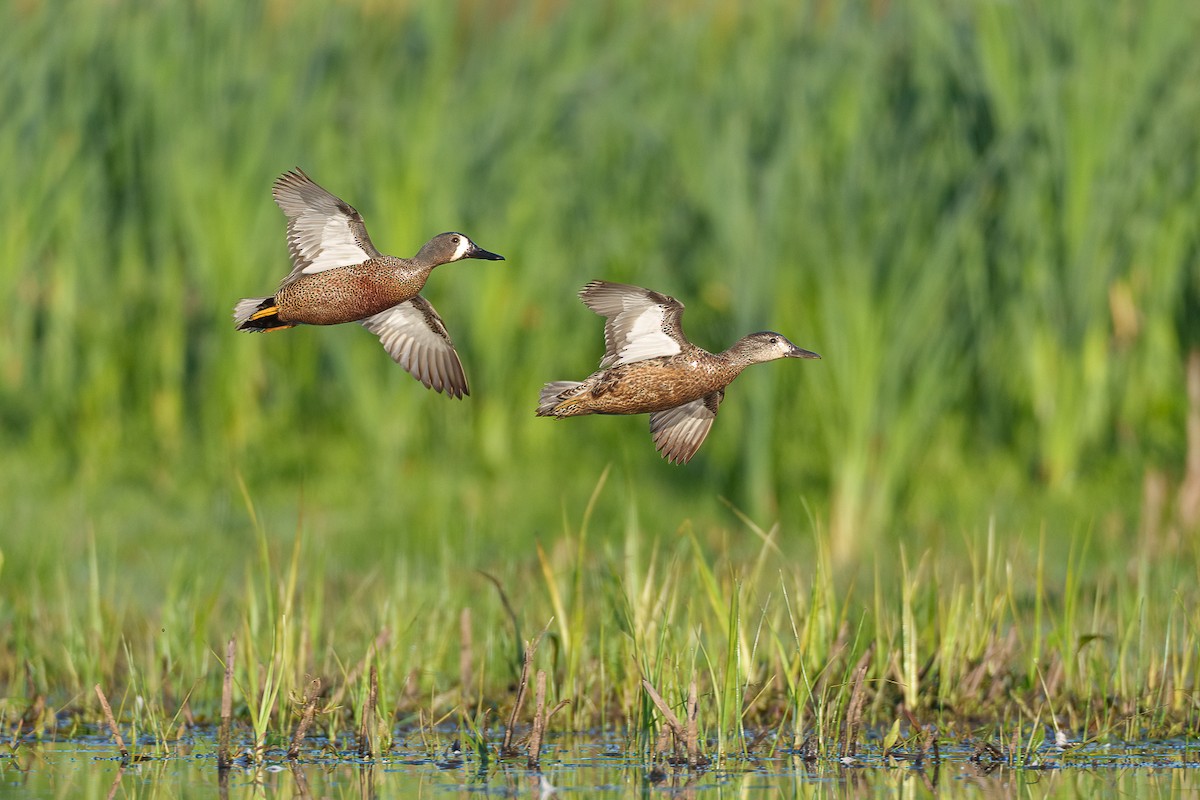 Blue-winged Teal - ML341220891
