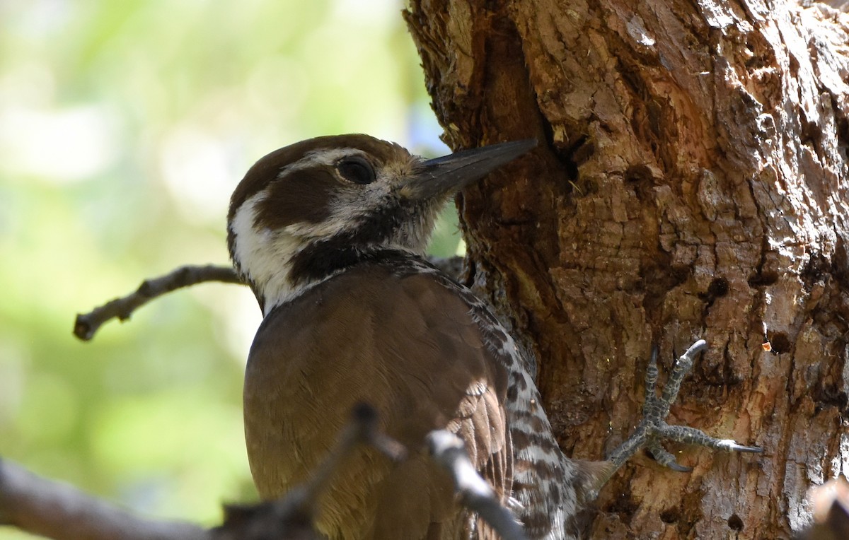 Arizona Woodpecker - ML341223231