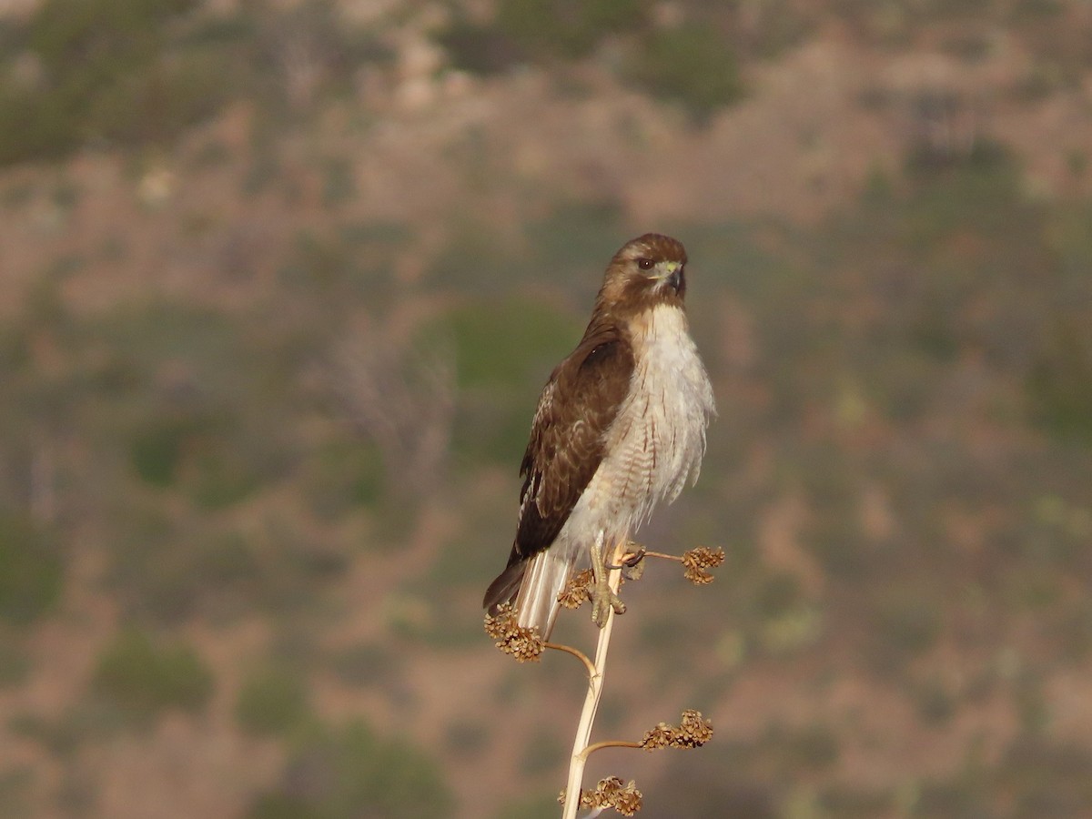 Red-tailed Hawk - ML341223401