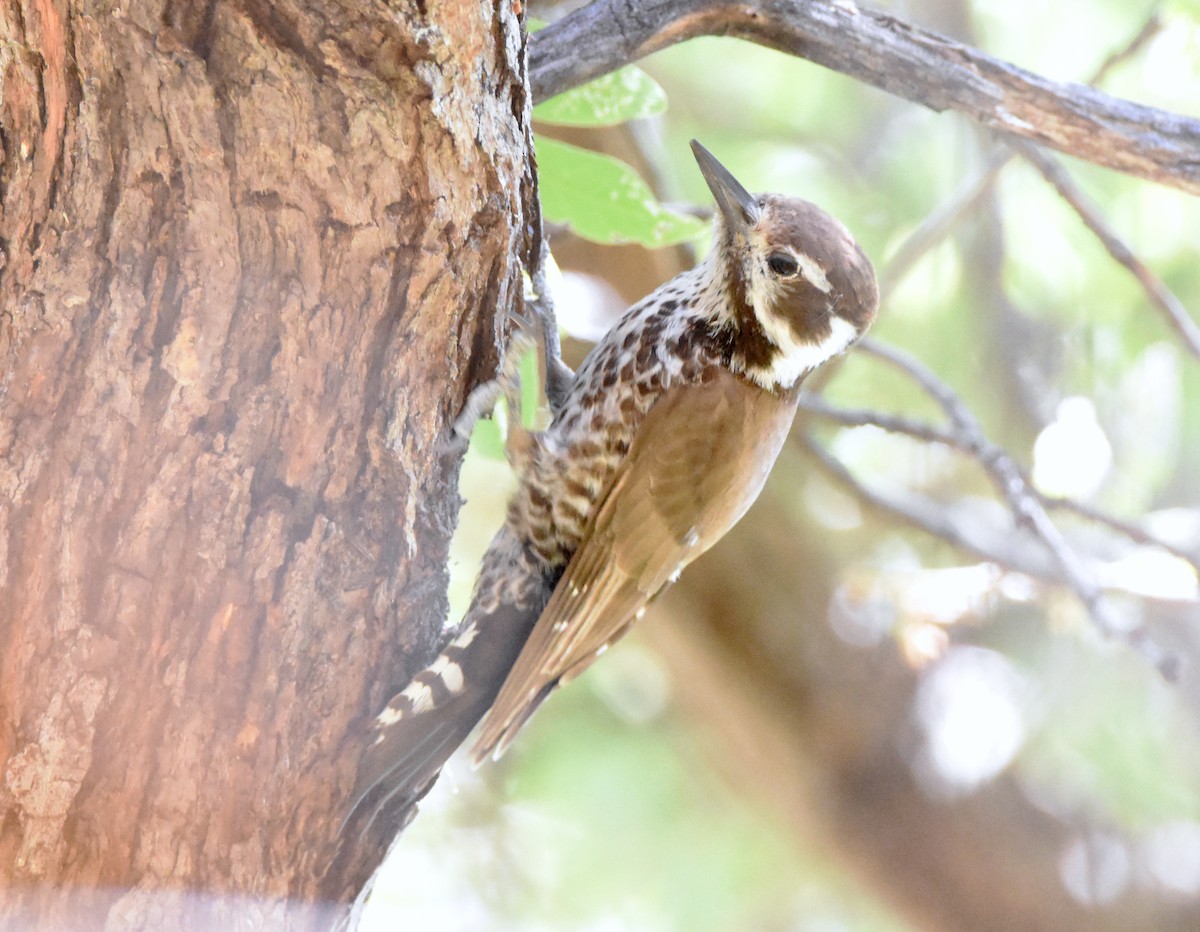 Arizona Woodpecker - ML341223881
