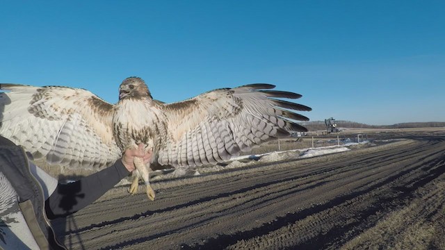 Red-tailed Hawk (abieticola) - ML341224401