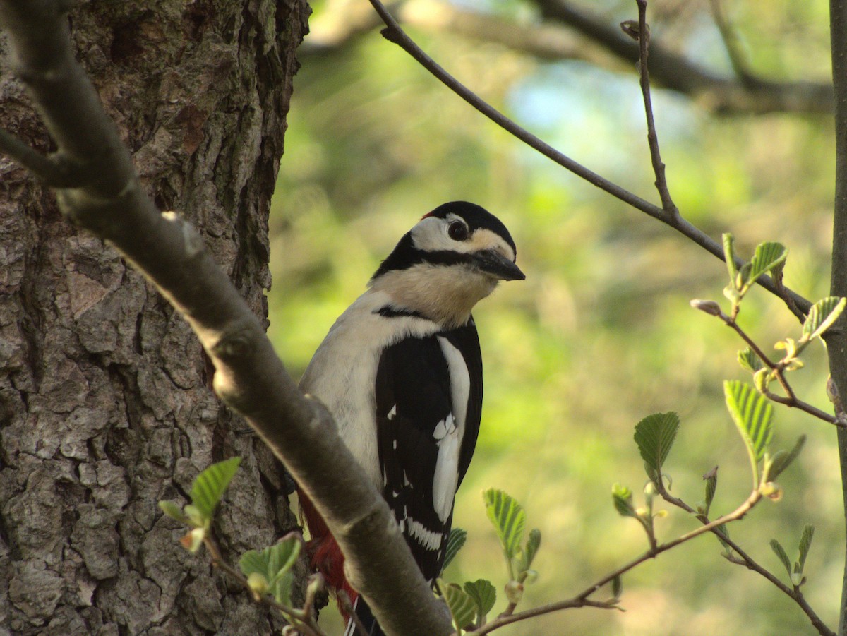 Great Spotted Woodpecker - ML341228881
