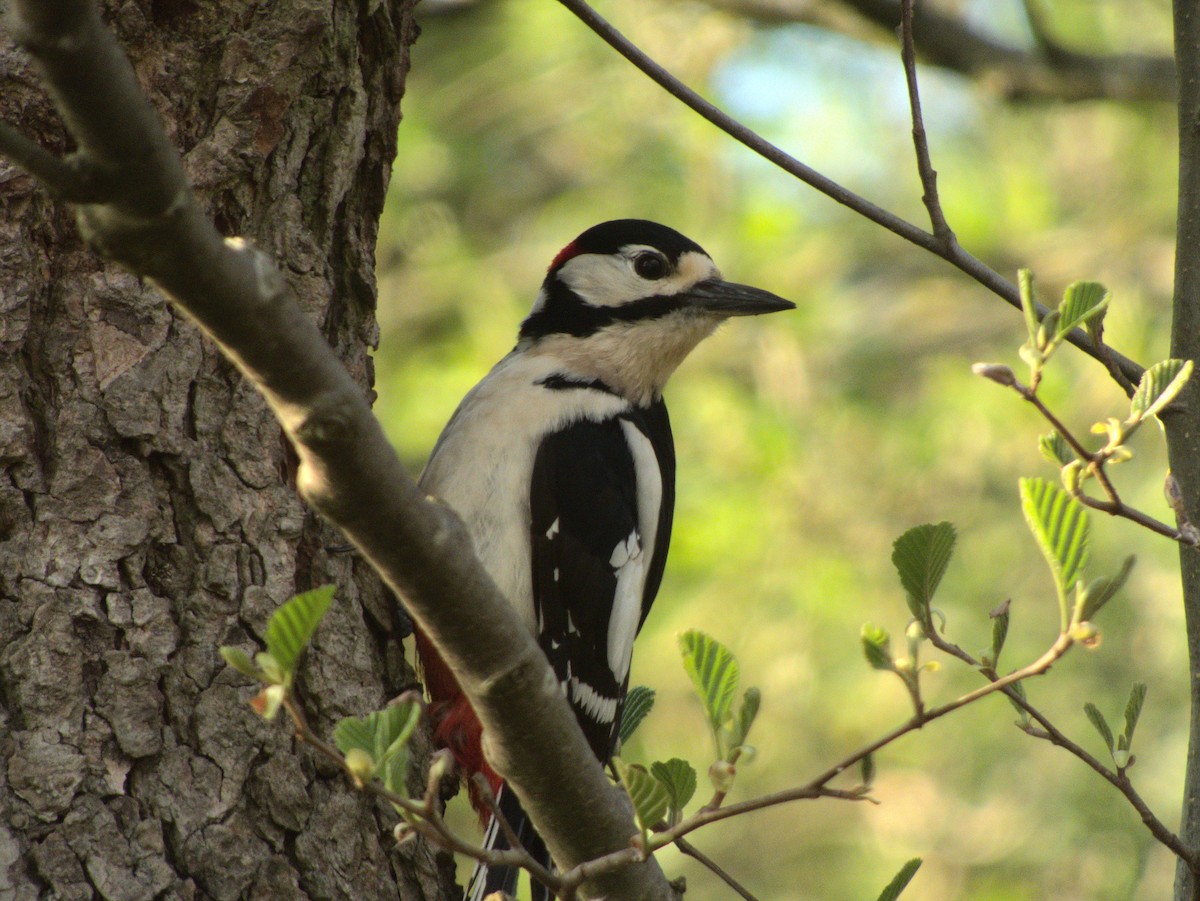 Great Spotted Woodpecker - ML341228911