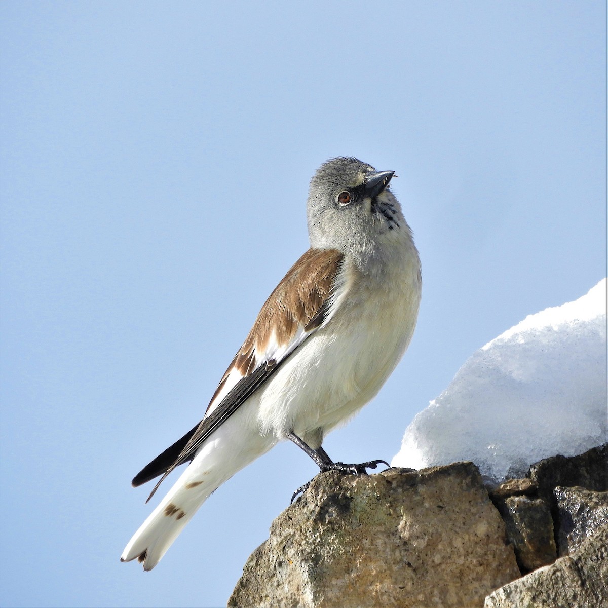 White-winged Snowfinch - ML341234381