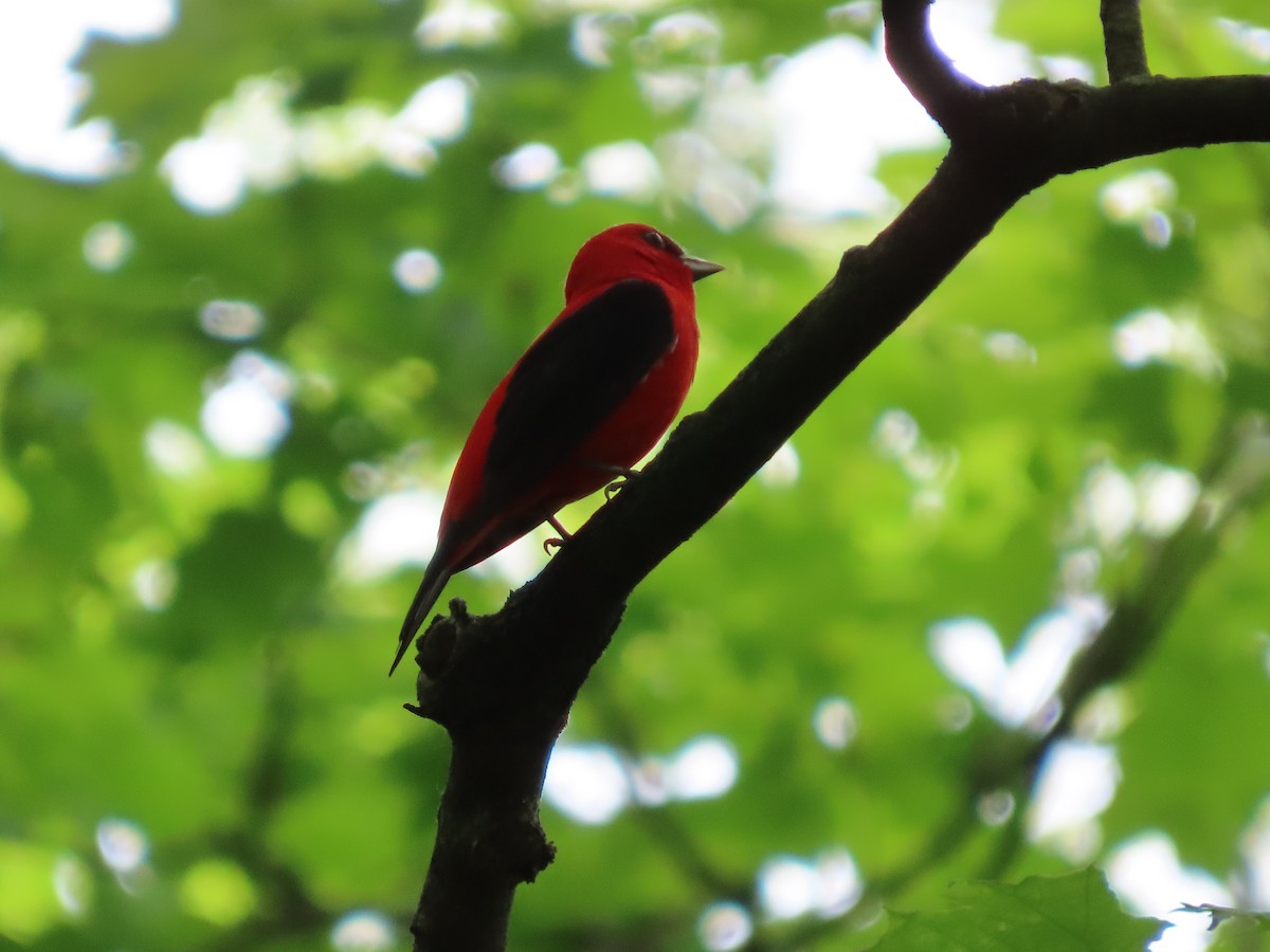 Scarlet Tanager - ML341234481