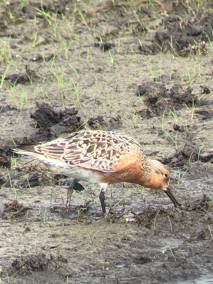 Red Knot - ML341235911