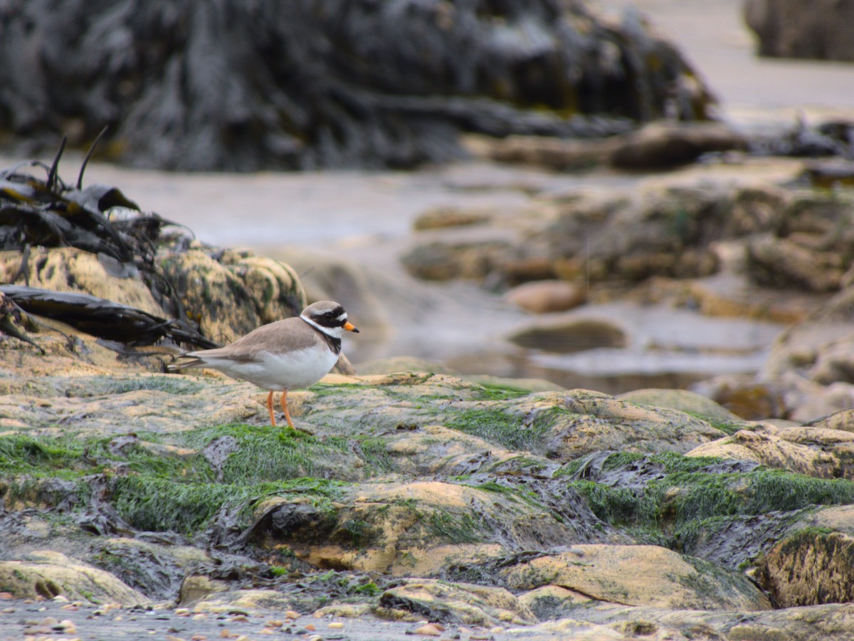 Common Ringed Plover - ML341241381