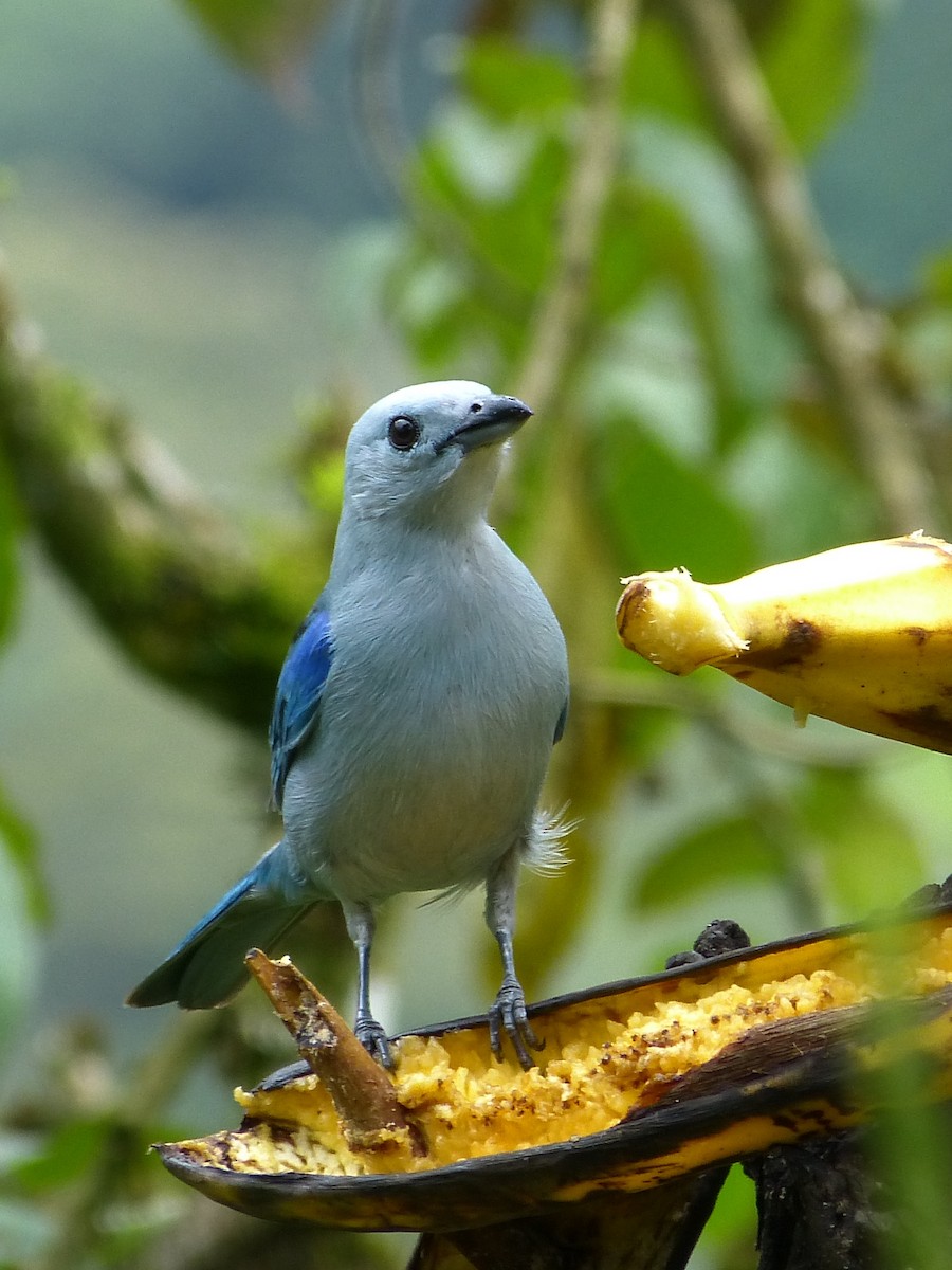 Blue-gray Tanager - ML34124241