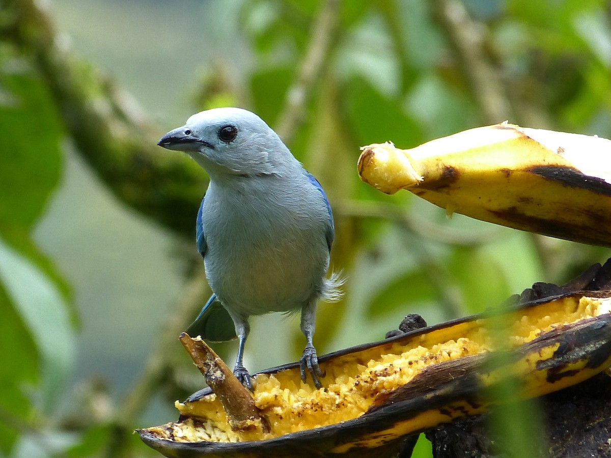 Blue-gray Tanager - ML34124251