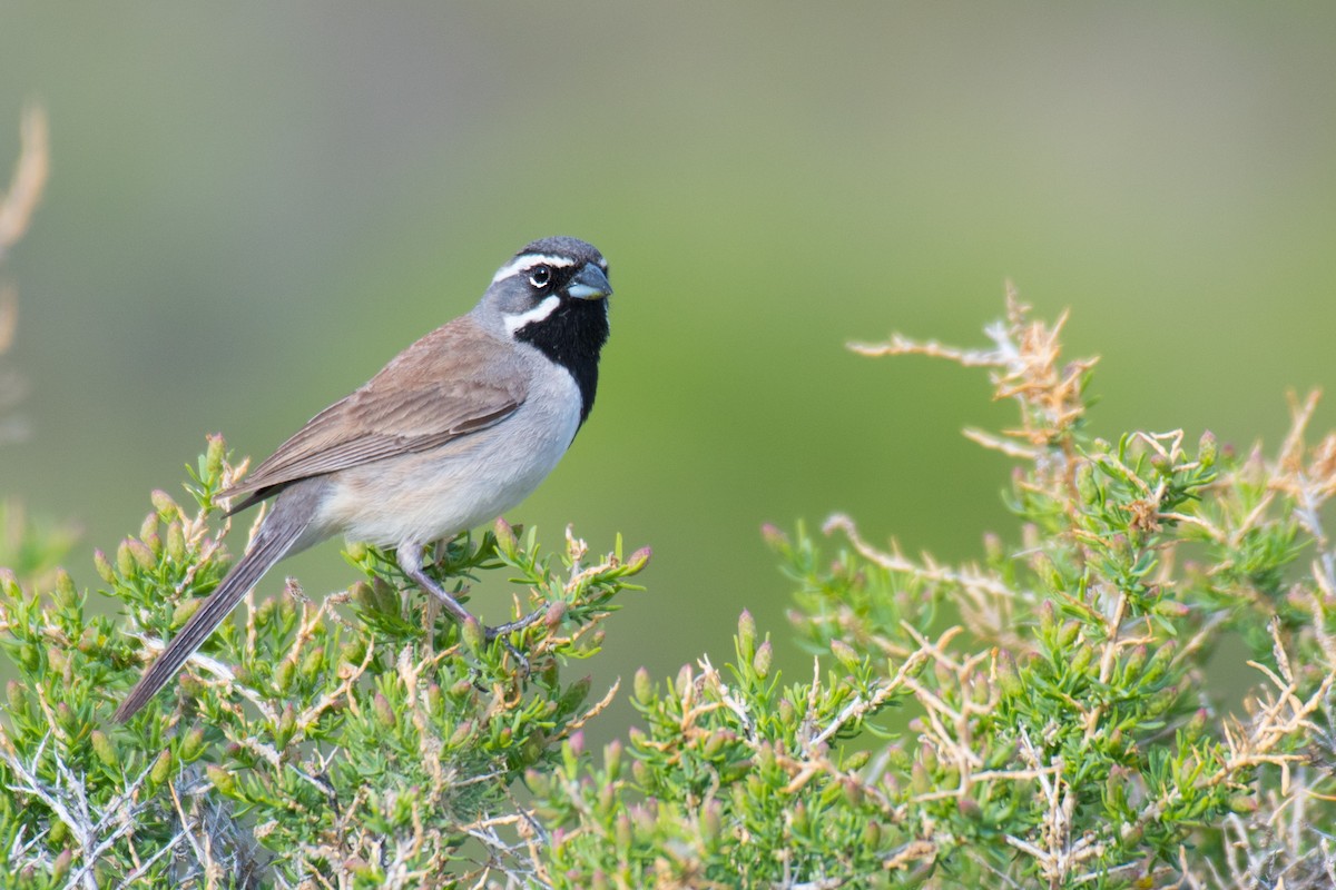 Black-throated Sparrow - Ian Hearn