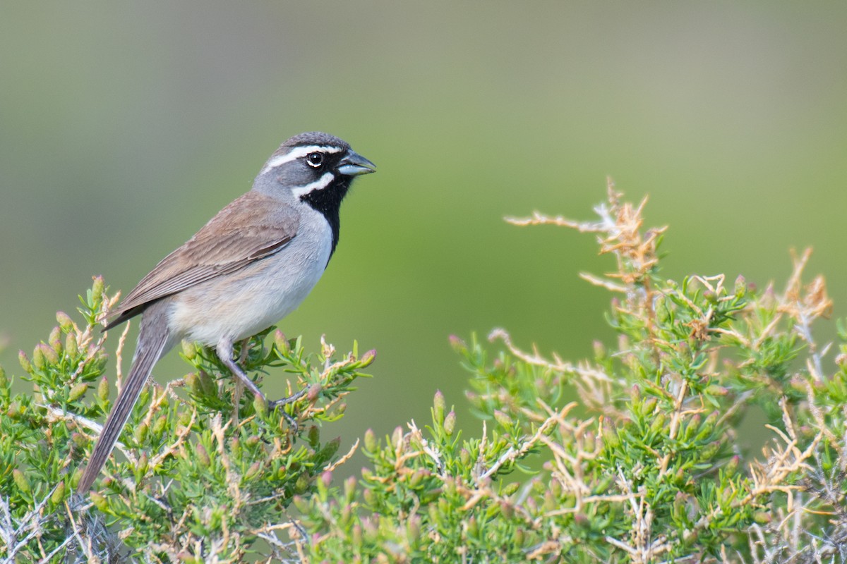 Black-throated Sparrow - ML341249011