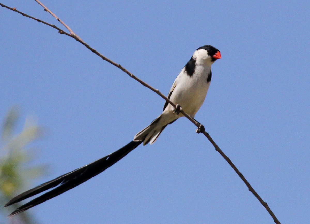 Pin-tailed Whydah - ML34125091