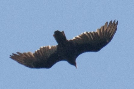 Turkey Vulture - ML34125191