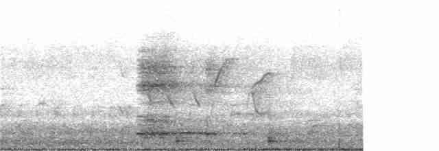 Ring-necked Pheasant - ML341251991