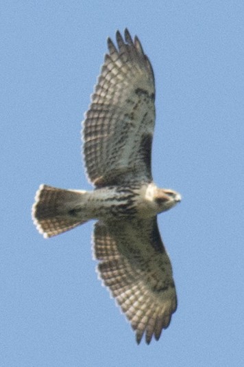 Red-tailed Hawk - ML34125321