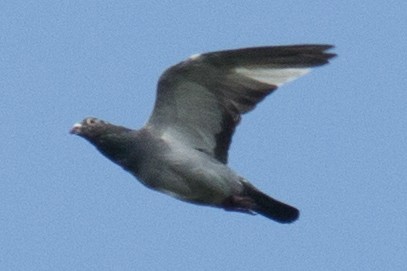 Rock Pigeon (Feral Pigeon) - David Brown